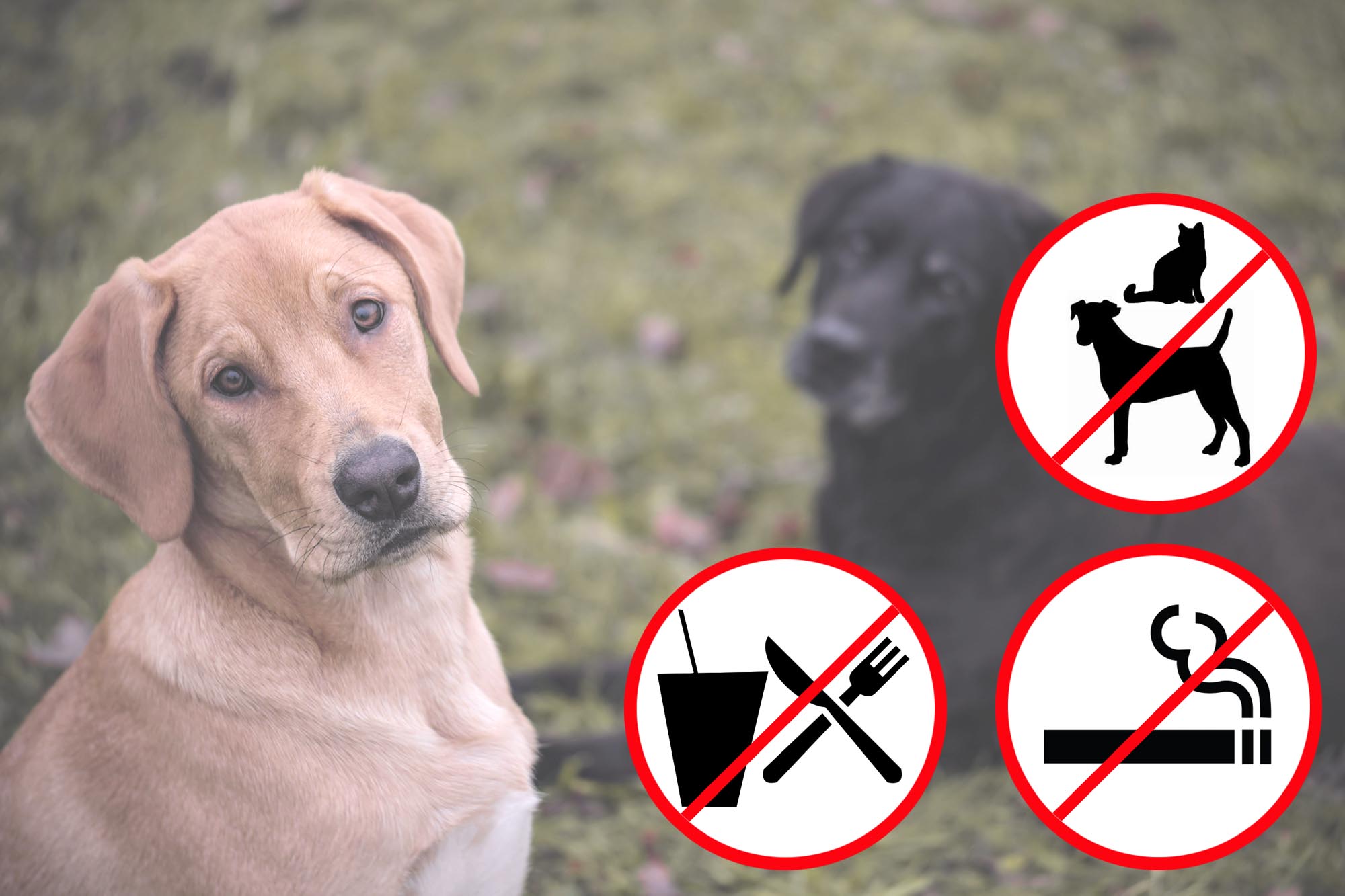 Hunde nicht erlaubt.