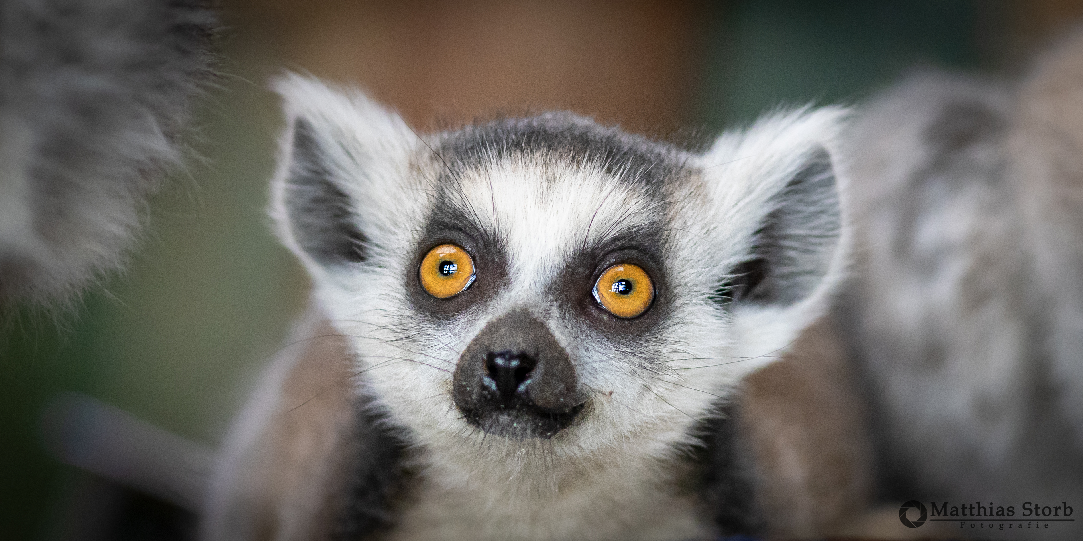 Tierische Erlebnisse im TerraZoo